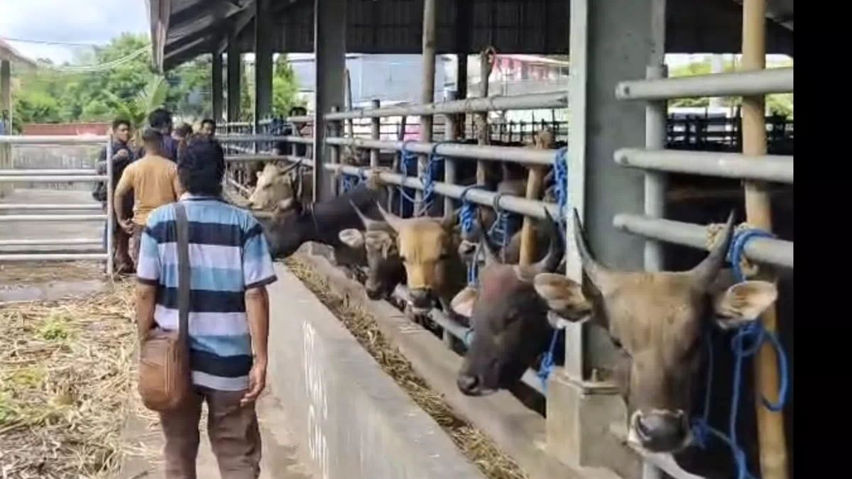Cuaca Ekstrem Lumpuhkan Jalur Ternak NTT, 2.300 Sapi Tertahan di Pelabuhan Tenau