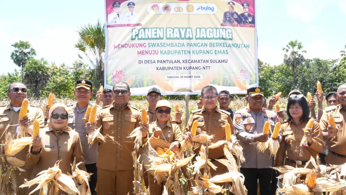 Bukti Nyata Dukung Swasembada Pangan, Wagub Johni Asadoma Hadiri Panen Raya Jagung di Kabupaten Kupang