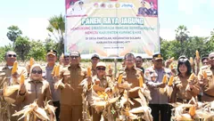 Bukti Nyata Dukung Swasembada Pangan, Wagub Johni Asadoma Hadiri Panen Raya Jagung di Kabupaten Kupang